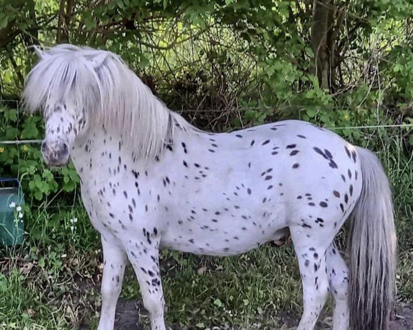 stallion King Lui vom Olendiek (Dt.Part-bred Shetland pony, 2018, from King von Paho)