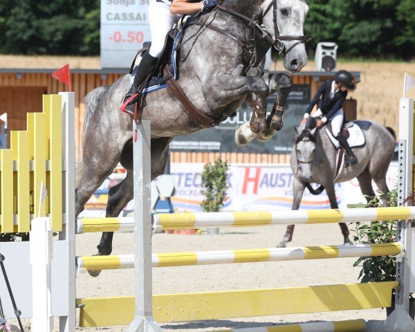 jumper Cassai 13 (Oldenburg show jumper, 2019, from Clear Heart)