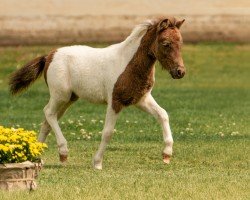 foal Vitano von der Prignitzweide (Dt.Part-bred Shetland Pony, 2024, from Meerhusens Valentino)