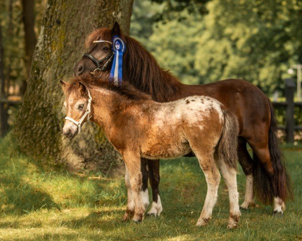 Fohlen von Keyano von der Prignitzweide (Dt.Part-bred Shetland Pony, 2024, von King Lui vom Olendiek)