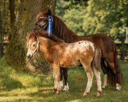 foal Keyano von der Prignitzweide (Dt.Part-bred Shetland Pony, 2024, from King Lui vom Olendiek)