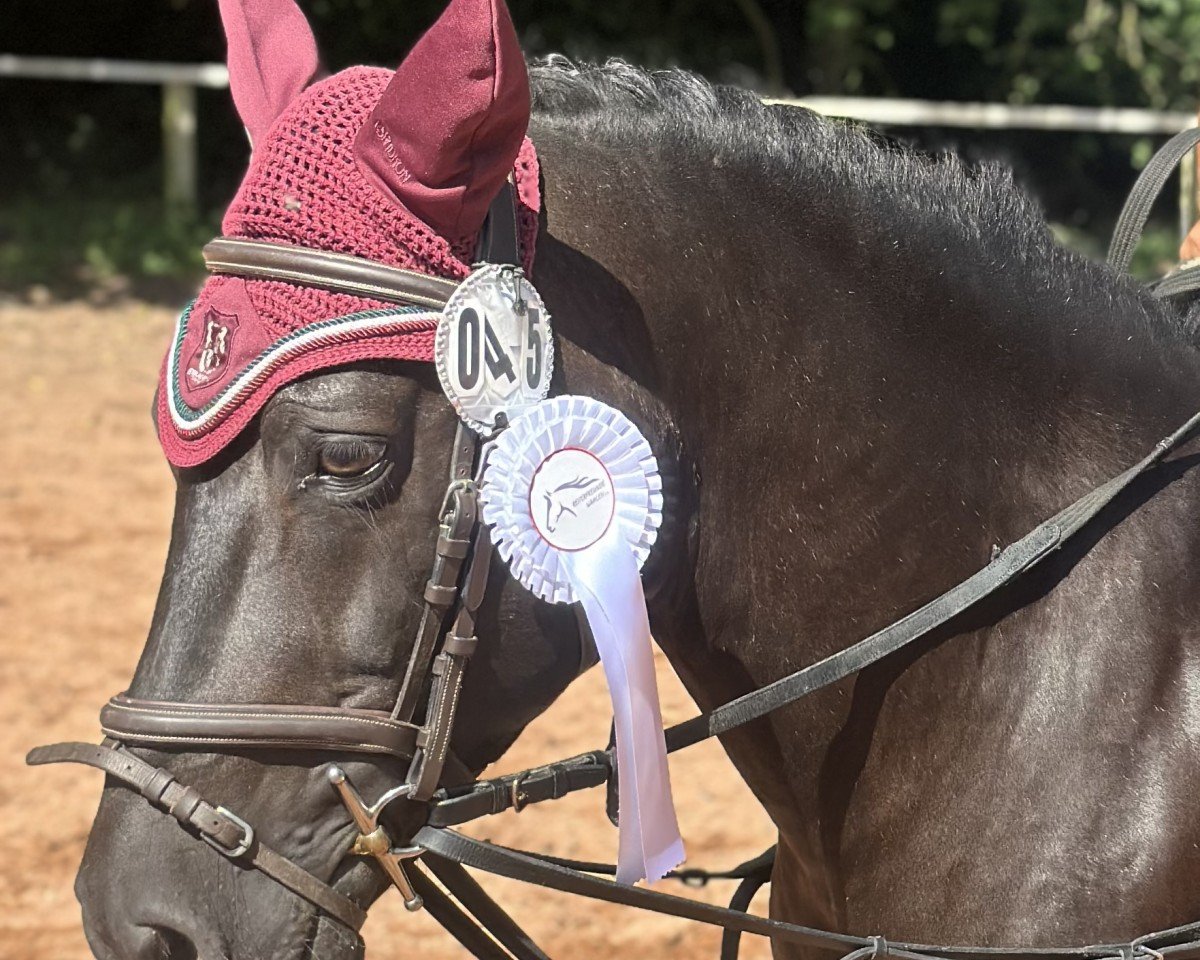 dressage horse Elixir Sancho (Garrano Pony,  )
