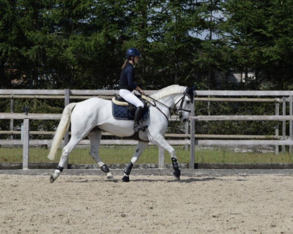 Springpferd Kilcoltrim Hawkeye (Connemara-Pony, 2018, von Hocki)