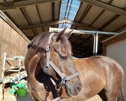 dressage horse Keiner Wie Dieser (German Riding Pony, 2010, from Kennedy WE)