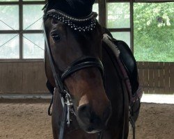 dressage horse Seven Up 44 (Westphalian, 2010, from Sunday)