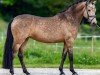 broodmare Gold Edition VEC WE (German Riding Pony, 2016, from HET Golden Dream)