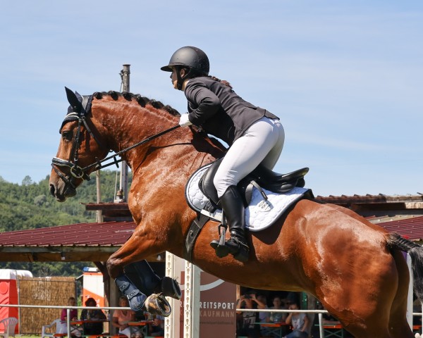 Springpferd Fidji du Clos D'Amont (Freiberger, 2017, von Don Juan)