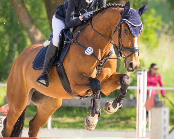 jumper Casy Quick (Bulgarian Warmblood, 2018, from Casino In)