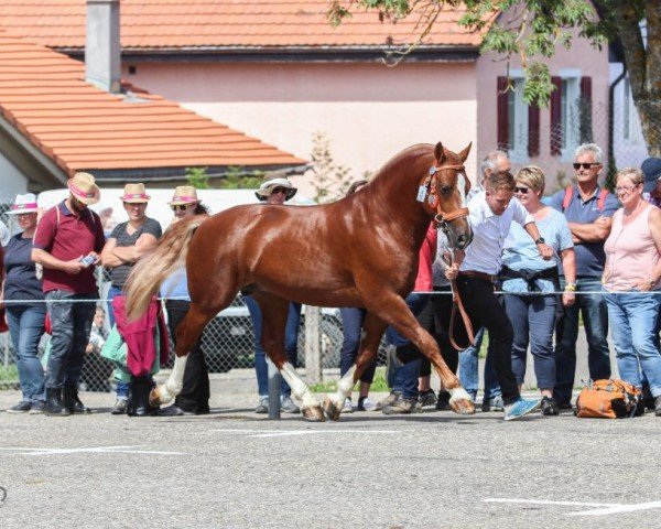 Deckhengst Don Juan (Schweizer Warmblut,  )