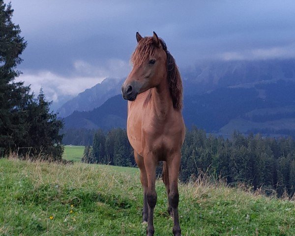 Springpferd Majara VBB (Deutsches Reitpony, 2023, von Million Reasons)