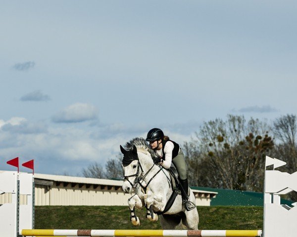 Springpferd Lyrik (unbekannt, 2012)