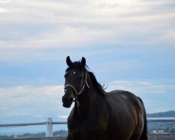 broodmare Farfalla 2 (Oldenburg, 2007, from Rubin Royal OLD)