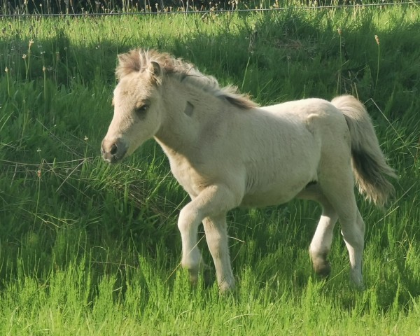 foal Janikos El Dorado (Shetland Pony, 2024)