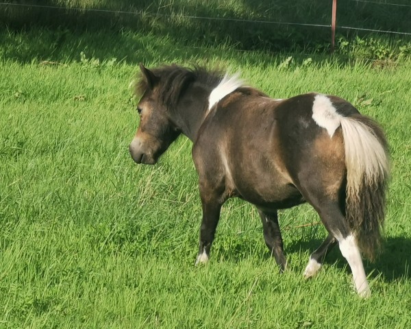 foal by Janikos El Katharina (Dt.Part-bred Shetland pony, 2024, from Esteban van de Zandkamp)