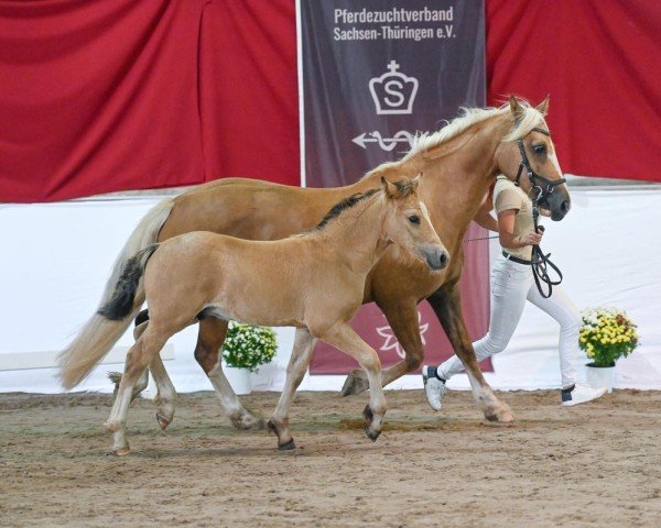 Fohlen von Gintano von der Marien-Quelle (Welsh-Cob (Sek. D), 2024, von Cruglwyd Guto)