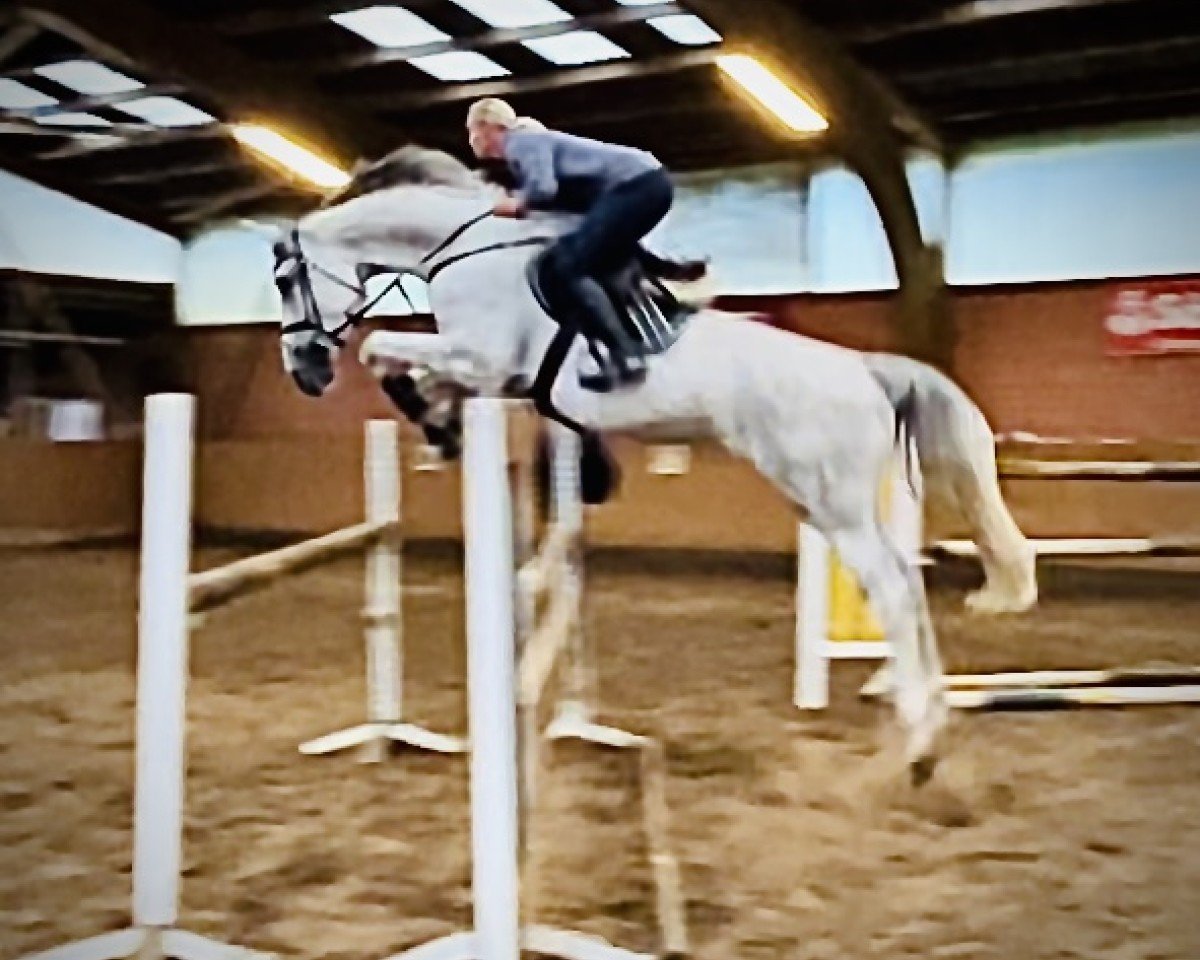 Springpferd Ryana van de Dweerhoeve (Belgisches Warmblut, 2017, von Futurore Di Villagana)