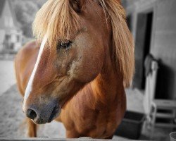 broodmare Hnokkadis (Iceland Horse, 2008, from Hnokki fra Fellskoti)