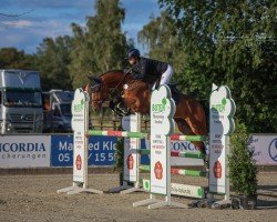 jumper Corny 20 (Oldenburg show jumper, 2019, from Casino Grande)