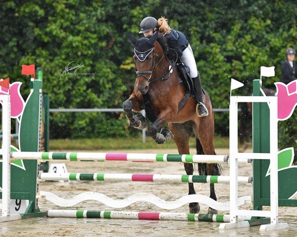 jumper Aaron 358 (sonstiges Warmblut, 2007)