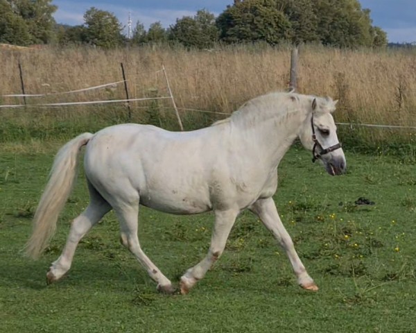 Dressurpferd Mister Twister 7 (Welsh Mountain Pony (Sek.A), 2004, von Polaris Victor)