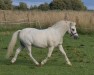 Dressurpferd Mister Twister 7 (Welsh Mountain Pony (Sek.A), 2004, von Polaris Victor)