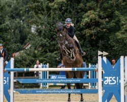 jumper Der kleine Lord 31 (Hanoverian, 2015, from Diatendro)