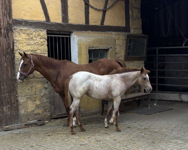 foal by KEEP THE BLUES SHINE (Quarter Horse, 2024, from Aint It The Blues)