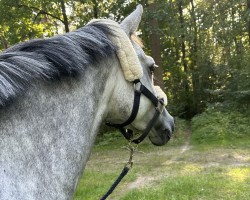 jumper Blümchen WE (German Riding Pony, 2019, from Basall)