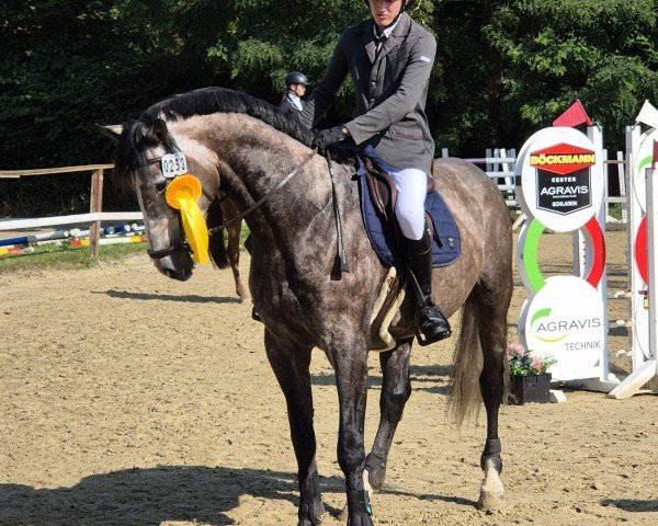 jumper Thorsago de Dreve (Belgian Warmblood, 2019)