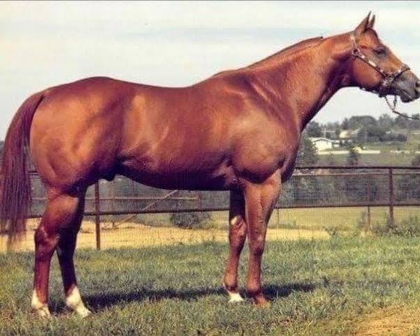 Deckhengst Impressive (Quarter Horse, 1969, von Lucky Bar xx)