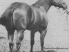 Deckhengst Goldseeker Bars (Quarter Horse, 1962, von Three Bars xx)