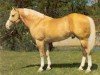 Deckhengst Mach I (Quarter Horse,  , von Junior Reed)