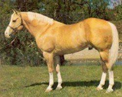 Deckhengst Mach I (Quarter Horse,  , von Junior Reed)