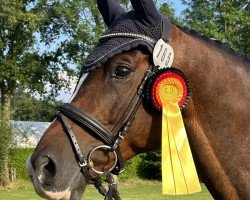 dressage horse Il Fantastico (Trakehner, 2016, from Saint Cyr)