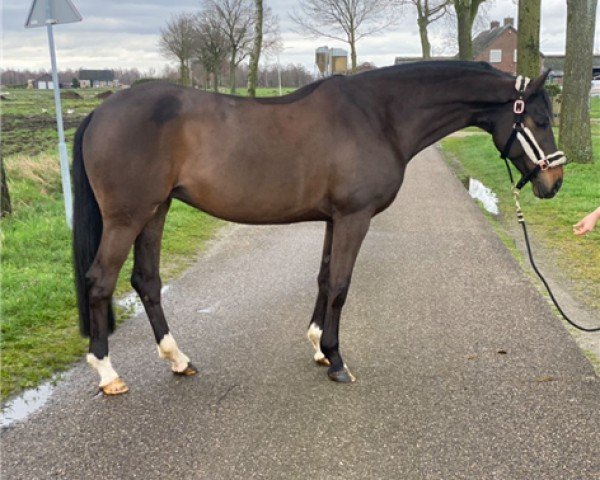 dressage horse Golden Age (Trakehner, 2013, from Ice Age)