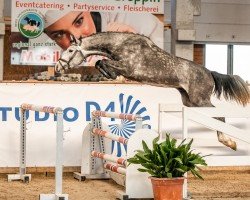 jumper Caesar 411 (German Sport Horse, 2019, from Chapeau Ciaco)