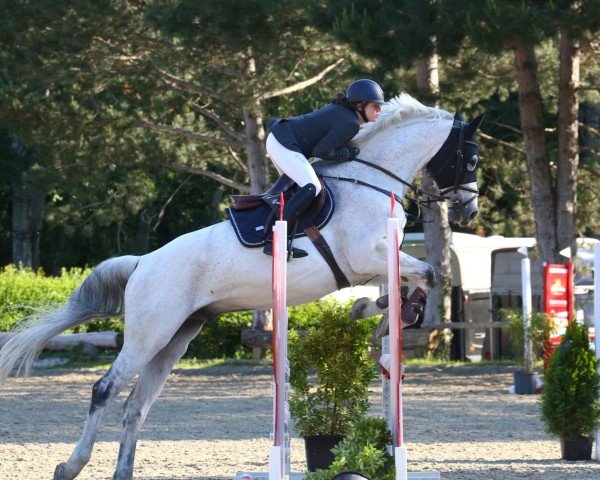 jumper Connor 4 (Austrian Warmblood, 2013, from Calme P)