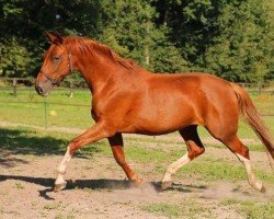 broodmare Caramel (Oldenburg, 2003, from De Niro)