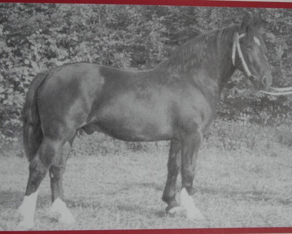 Deckhengst Loretto Mo 1034 (Schweres Warmblut, 1951, von Lorind Mo 426)