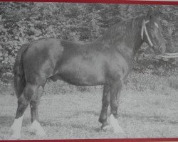 Deckhengst Loretto Mo 1034 (Schweres Warmblut, 1951, von Lorind Mo 426)