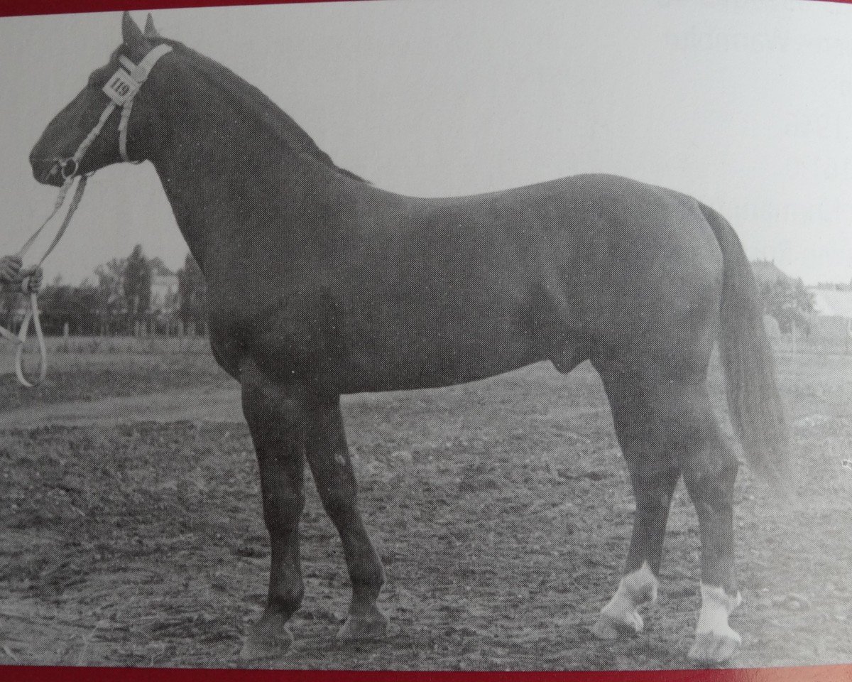 stallion Granikus Mo 1105 (Heavy Warmblood, 1955, from Gralfsohn 1010)