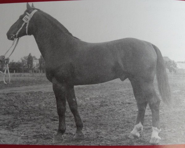 Deckhengst Granikus Mo 1105 (Schweres Warmblut, 1955, von Gralfsohn 1010)