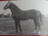 Deckhengst Granikus Mo 1105 (Schweres Warmblut, 1955, von Gralfsohn 1010)