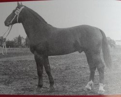 stallion Granikus Mo 1105 (Heavy Warmblood, 1955, from Gralfsohn 1010)