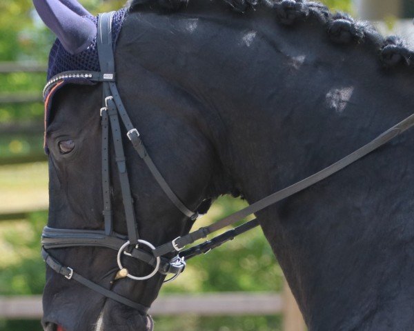 dressage horse Delancio (Oldenburg, 2016, from Danciano)