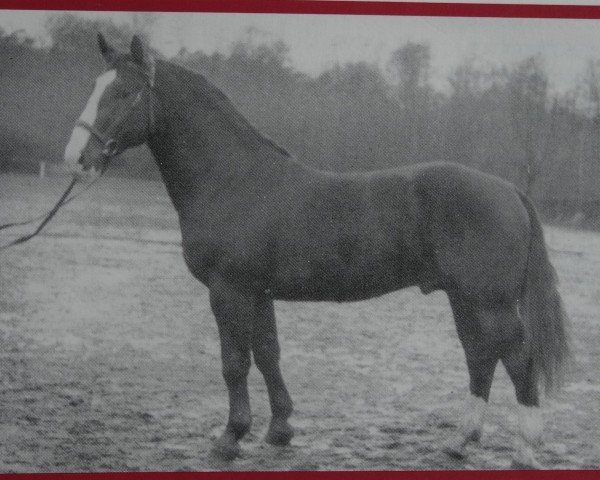 Deckhengst Grat Mo 1117 (Schweres Warmblut, 1956, von Gralfsohn 1010)