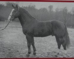 stallion Grat Mo 1117 (Heavy Warmblood, 1956, from Gralfsohn 1010)