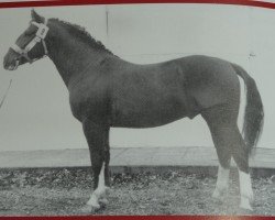 Deckhengst Granit Mo 1213 (Schweres Warmblut, 1962, von Granikus Mo 1105)