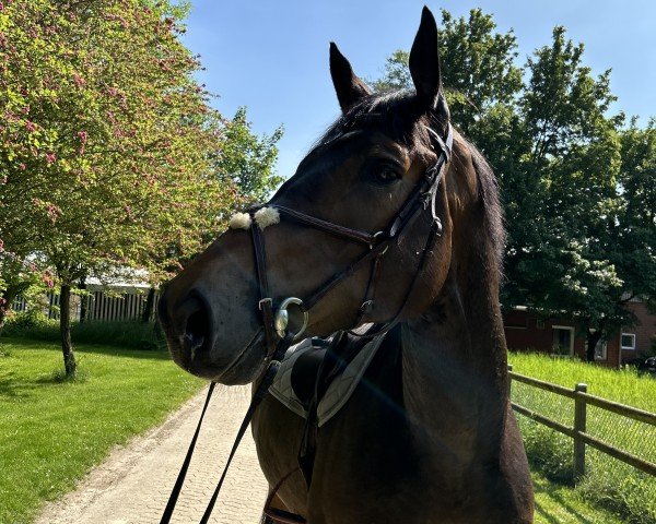 Springpferd Vino Grande (KWPN (Niederländisches Warmblut), 2019, von Vigo d'Arsouilles)