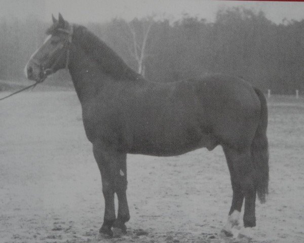 Deckhengst Gote II Mo 1123 (Schweres Warmblut, 1956, von Gotenfuerst Mo 654)